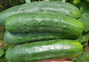 Krastavac 1kg