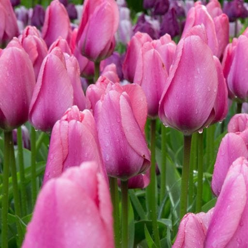 Tulipani