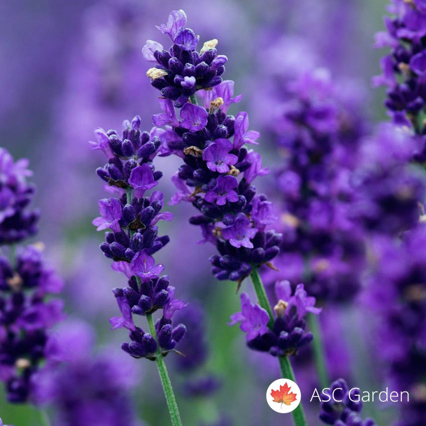Lavanda 