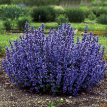 Lavanda 