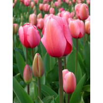 Tulipani