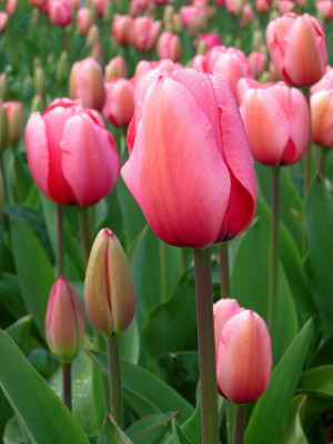 Tulipani