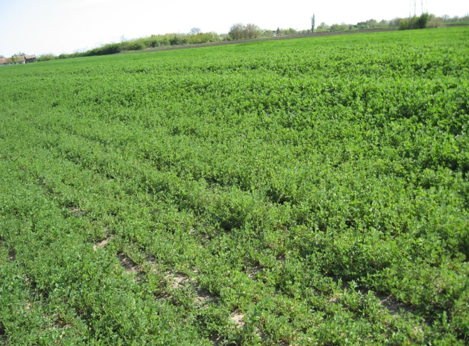 Lucerka K-28