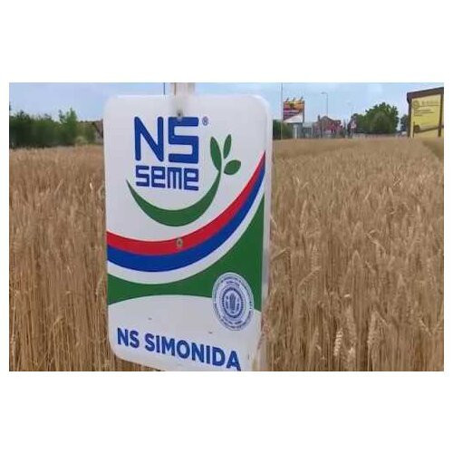 Pšenica Simonida