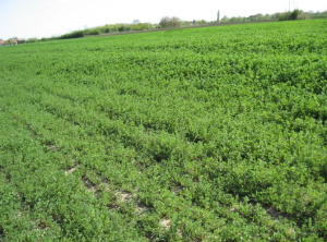 Lucerka K-28