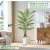 Tropical Areca Floor Plant