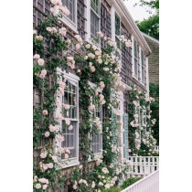 Rose Living