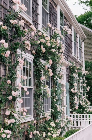 Rose Living