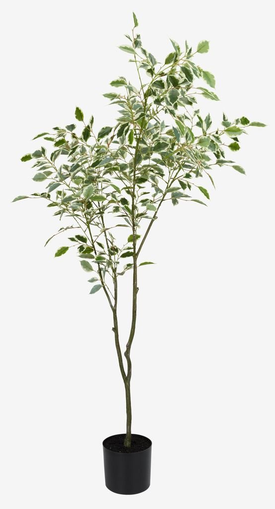 Potted Plant