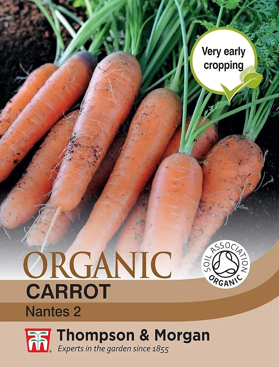 Carrot Seeds