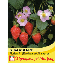 Strawberry Seeds
