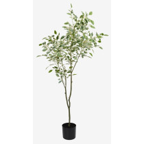 Potted Plant