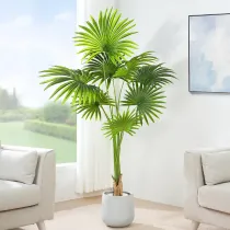 Palm Tree