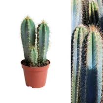 Cactus Plant