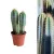Cactus Plant