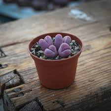 Lithops - Živi kamenčići
