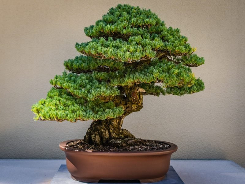 Mini bonsai u drvenoj kutiji