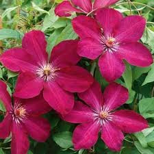 Klematis