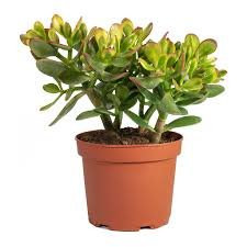 Crassula Ovata - Drvo novca