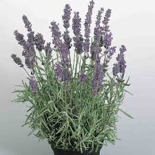 Lavanda Hidcote