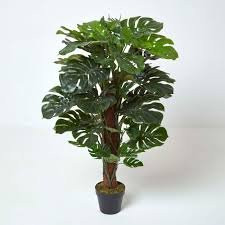 Monstera Deliciosa