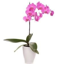 Orhideja Phalaenopsis