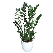 Zamija - Zamioculcas 