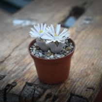 Lithops - Živi kamenčići