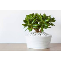 Crassula Ovata - Drvo novca