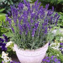 Lavanda Hidcote