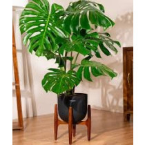 Monstera Deliciosa