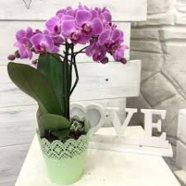 Orhideja Phalaenopsis