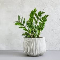 Zamija - Zamioculcas 