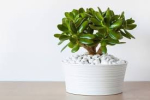 Crassula Ovata - Drvo novca