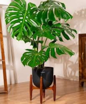 Monstera Deliciosa