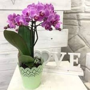 Orhideja Phalaenopsis
