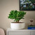 Crassula Ovata - Drvo novca
