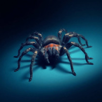 Pterinochilus murinus , pauk, junior, mužjak