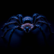 Linothele sericata, pauk, adult, ženka