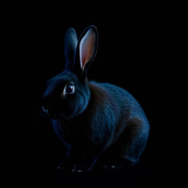 Mini Rex / Dwarf Lop / Mini Lop, zec,  senior, mužjak