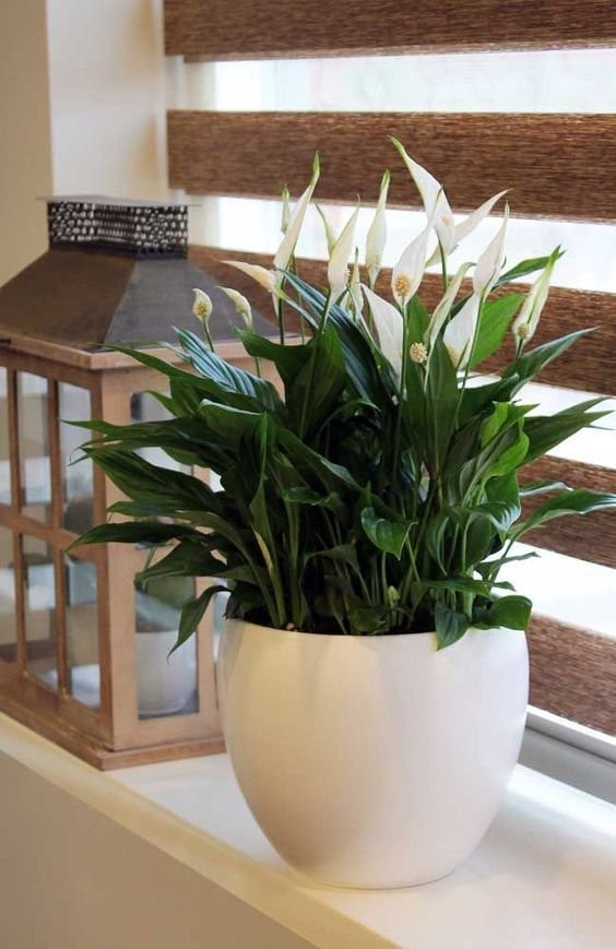 SPATHIPHYLLUM