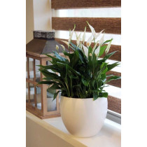 SPATHIPHYLLUM