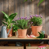 LAVANDULA