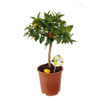 Citrus - limun