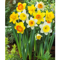 Narcis