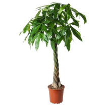  PACHIRA AQUATICA