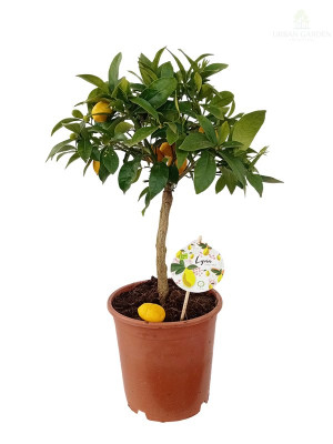 Citrus - limun
