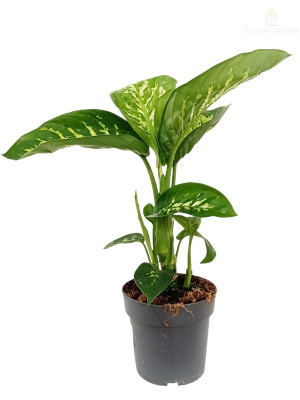Difenbahija