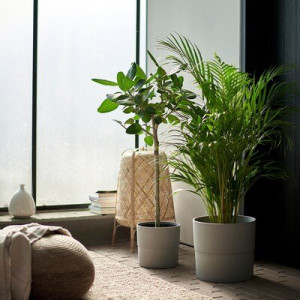 DYPSIS LUTESCENS