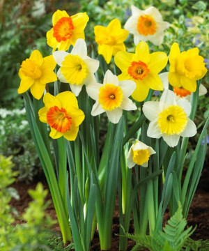 Narcis